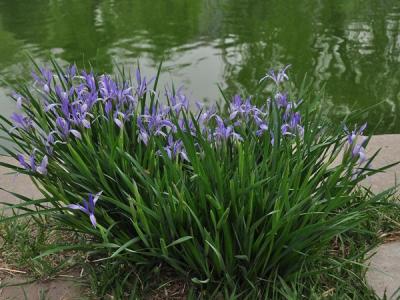 馬蓮花和馬蘭花是同一種花嗎？