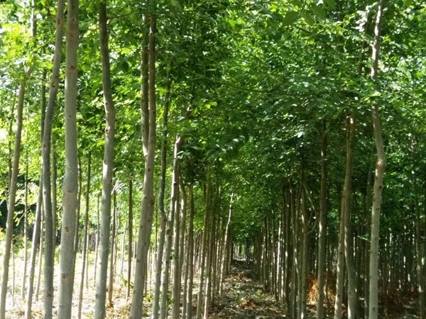 白蠟樹苗價格以及特點(diǎn)是什么