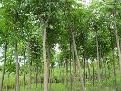 黃山欒樹為什么會出現(xiàn)滴油的情況？