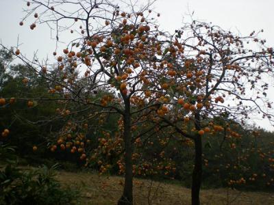 不推薦大家在院子內種植柿子樹的原因是什么？