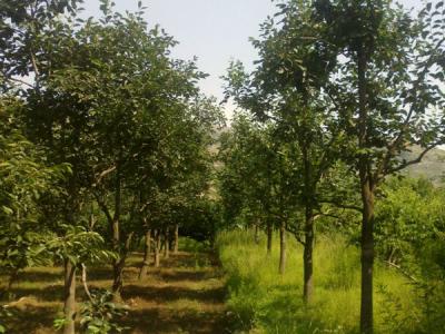 住宅內適合種植柿子樹嗎？