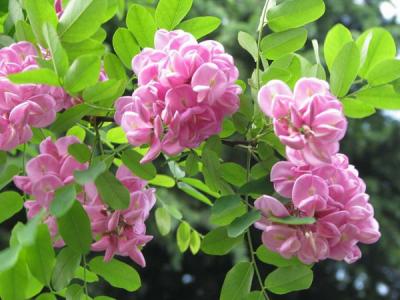 香花槐什么時(shí)候開花，開多久？