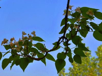 楸樹什么時(shí)候開花，可以結(jié)果嗎