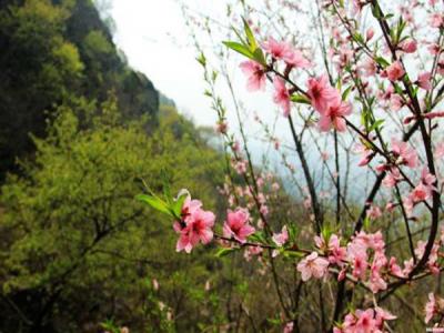山桃什么時(shí)候開(kāi)花，什么時(shí)候賞花效果好