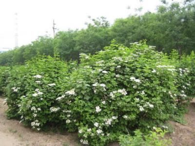 天目瓊花小苗可以去哪兒買 ？