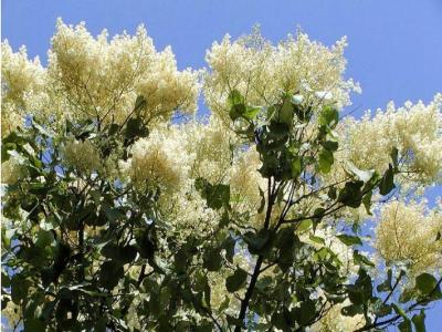 暴馬丁香幾月份開花，幾月份結(jié)果 ？