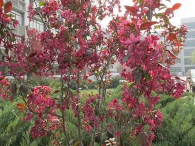紅寶石海棠什么時(shí)候開(kāi)花，什么時(shí)候結(jié)果?