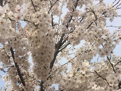 日本櫻花樹什么時(shí)候開花？花期多久？