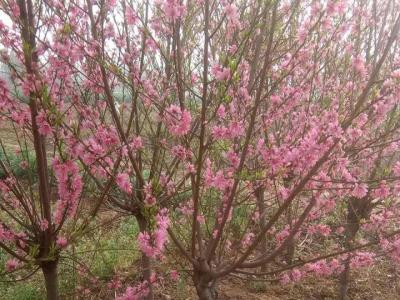 青葉碧桃開什么花？什么時(shí)候開花？